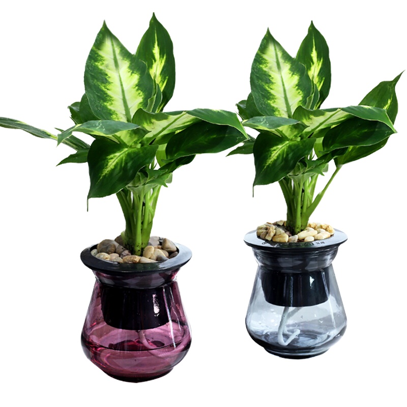 绿植 银皇后 连盆