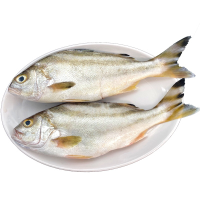 桂之海北部湾野生丁公鱼去鳞去腮去内脏海鱼400g*3袋