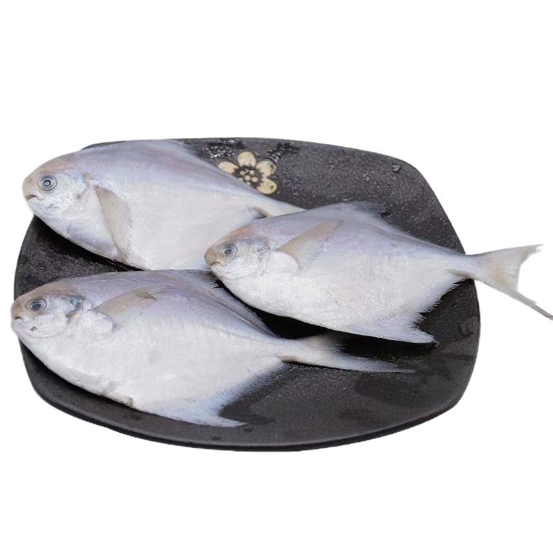 顺丰 海捕鲳鱼新鲜白鲳鱼银鲳鱼大海鱼冷冻整箱年货非养殖 大号5斤豪华装(三天内捕捞)