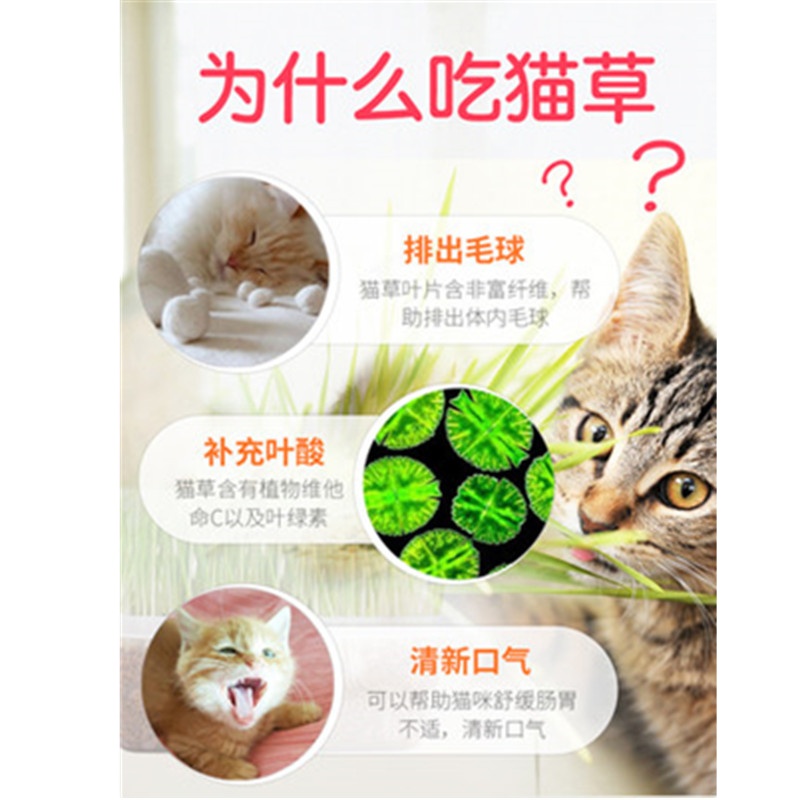 猫草种子薄荷粉猫零食猫咪化毛去毛球猫草大麦种植套装猫咪用品