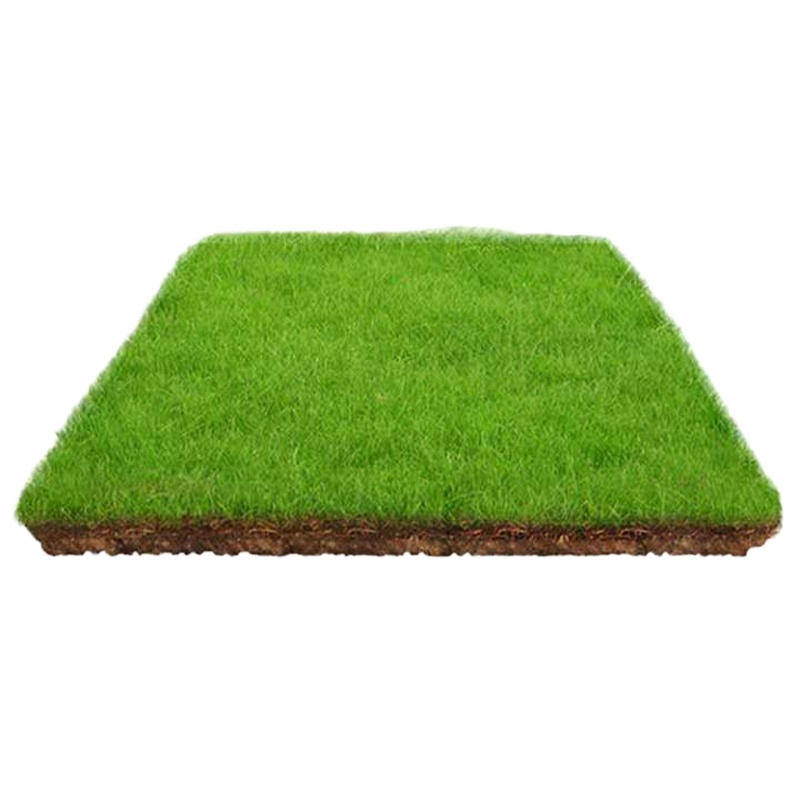 DP 马尼拉草种 四季常青免修护坡固土高 庭院绿化黑麦草皮种子5斤/份