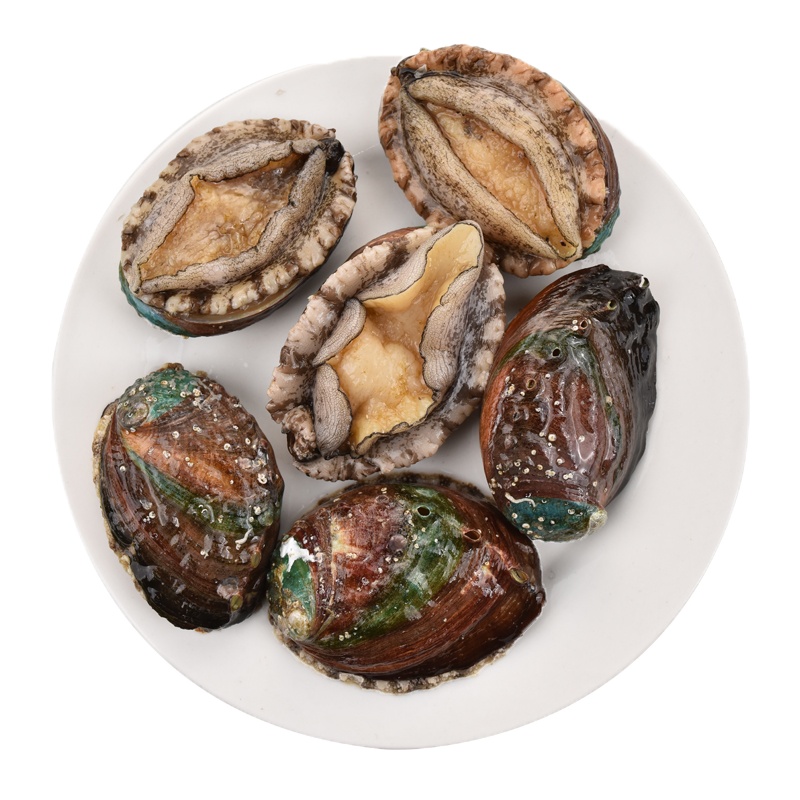 【四海生鲜】东山岛鲍鱼500g（20只）佛跳墙食材中国鲍鱼之乡 新鲜海鲜水产 海鲜火锅食材