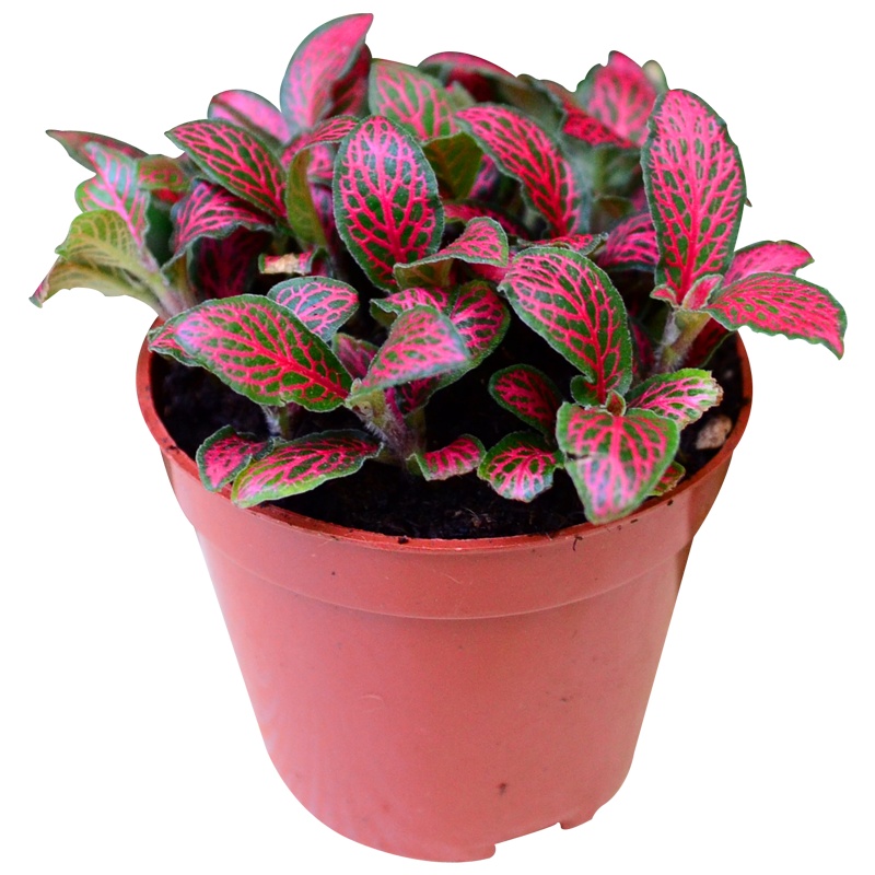 津沽园艺 花卉绿植盆栽 多肉植物红白网纹草办公室阳台绿植桌面植物带网纹微景观搭配种植净化空气绿植盆栽