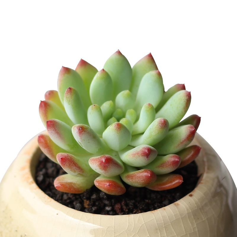 津沽园艺 多肉植物 蓝苹果 蓝精灵 蓝孔雀 桌面迷你植物 耐旱好养 单株苗不含盆土 1株