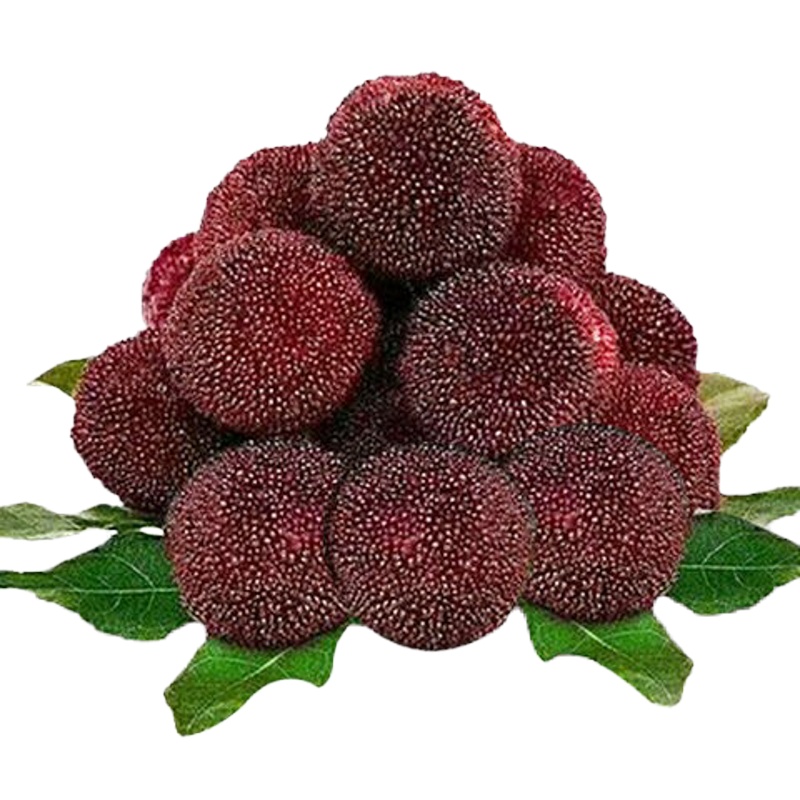 [五个农民]福建浮宫杨梅3斤精选装 应季新鲜水果顺丰空运