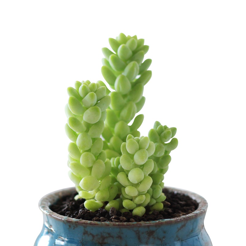 津沽园艺 多肉植物 景天科多肉植物 玉缀 玉坠 办公室绿植盆栽花卉高3cm