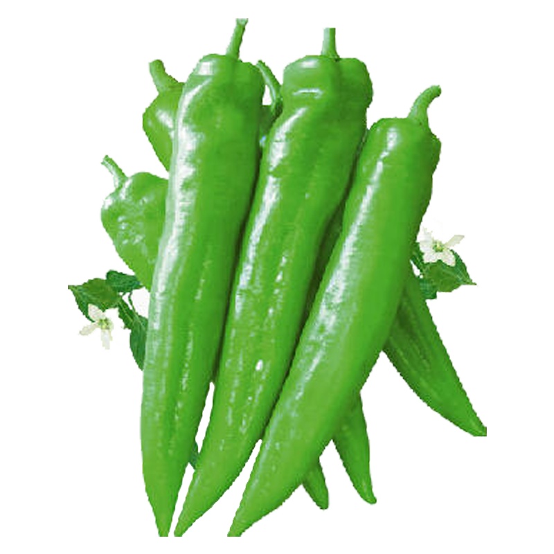 津沽园艺 蔬菜种子 辣椒种子 牛角椒种子 抗病 高产 椒大 非常容易 春季四季植物 1包