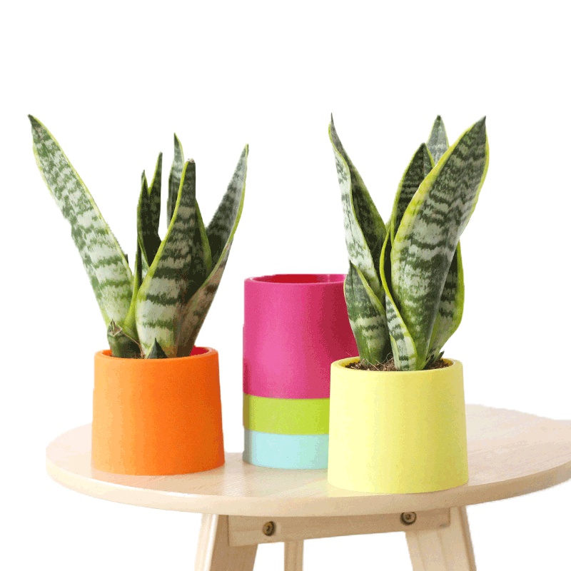 津沽园艺 虎皮兰套装 彩色筒状花盆 金边虎尾兰 办公室桌面植物 室内绿植 枚红色盆款