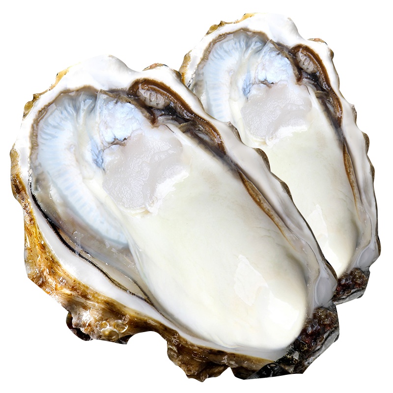 [店长力荐][顺丰直达]鲜活山东生蚝5斤装 单个200-250g 牡蛎海蛎子 生鲜贝类 海鲜水产 星优选