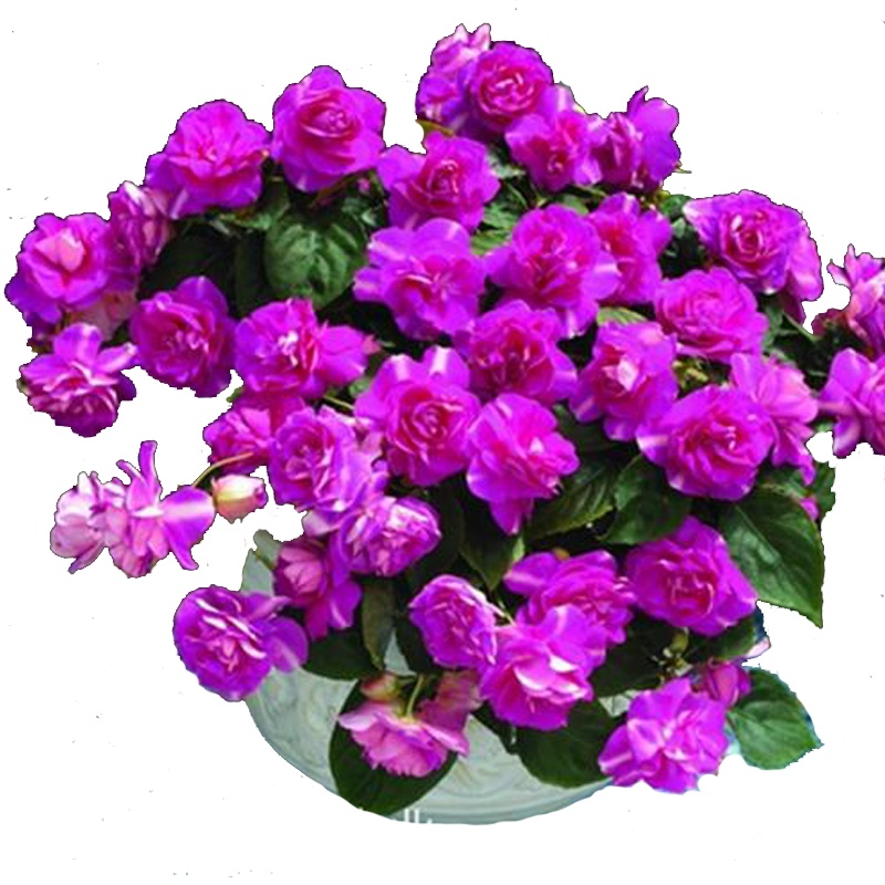 津沽园艺 花卉种子 花种子 紫茶花凤仙种子 凤仙花 家庭盆栽花卉