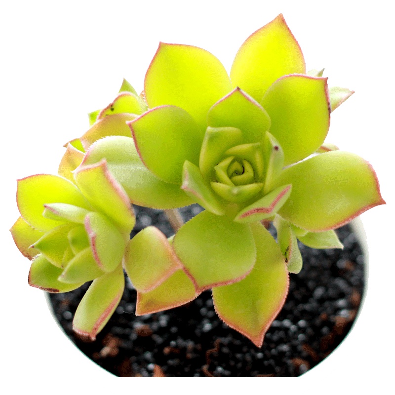 津沽园艺 多肉植物 桌面盆栽绿植 室内小盆景 景天艳日辉 不含盆