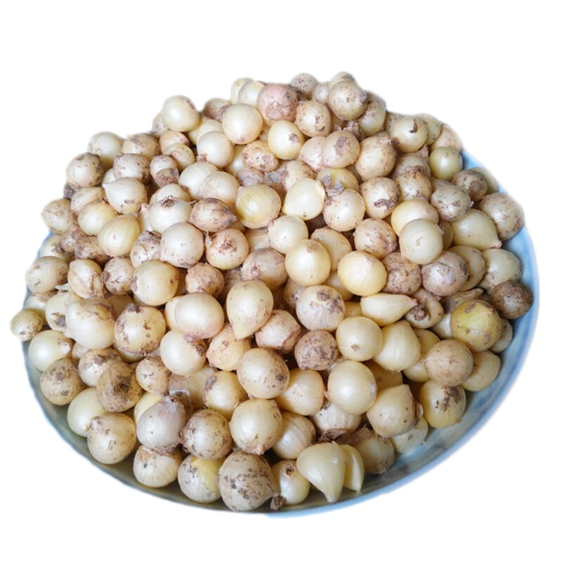 博多客新鲜苦藠藠头野小蒜小根蒜苦茭团葱薤白头1.5kg生鲜新鲜