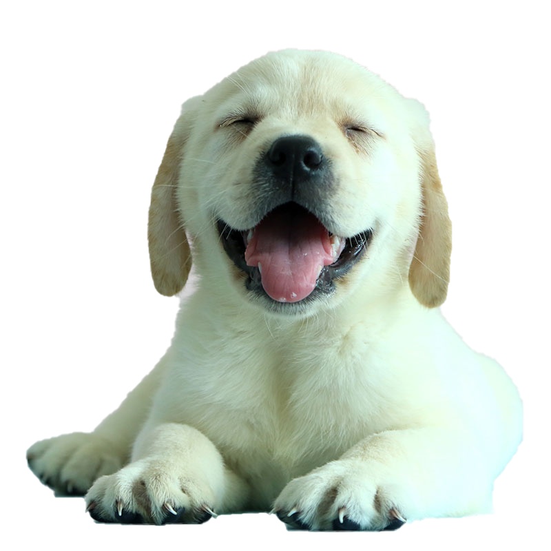 拉布拉多犬 拉布拉多幼犬 拉布拉多犬活体 拉布拉多 狗狗