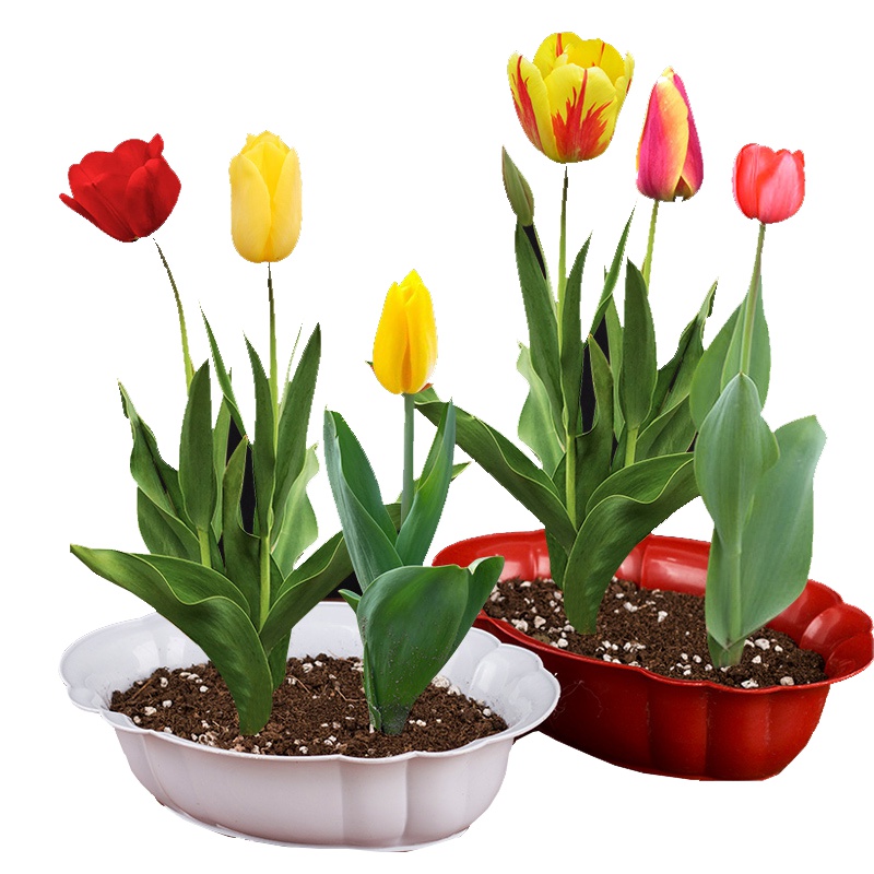 锦圃 5粒郁金香种球大球带芽重瓣水培花卉种子球根花卉植物盆栽多年生