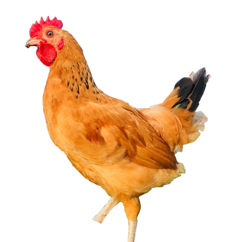 浩天佳园农家土鸡三黄鸡1只装 单只杀后净重600g左右 新鲜冷冻散养童子鸡三黄鸡老母鸡新鲜现