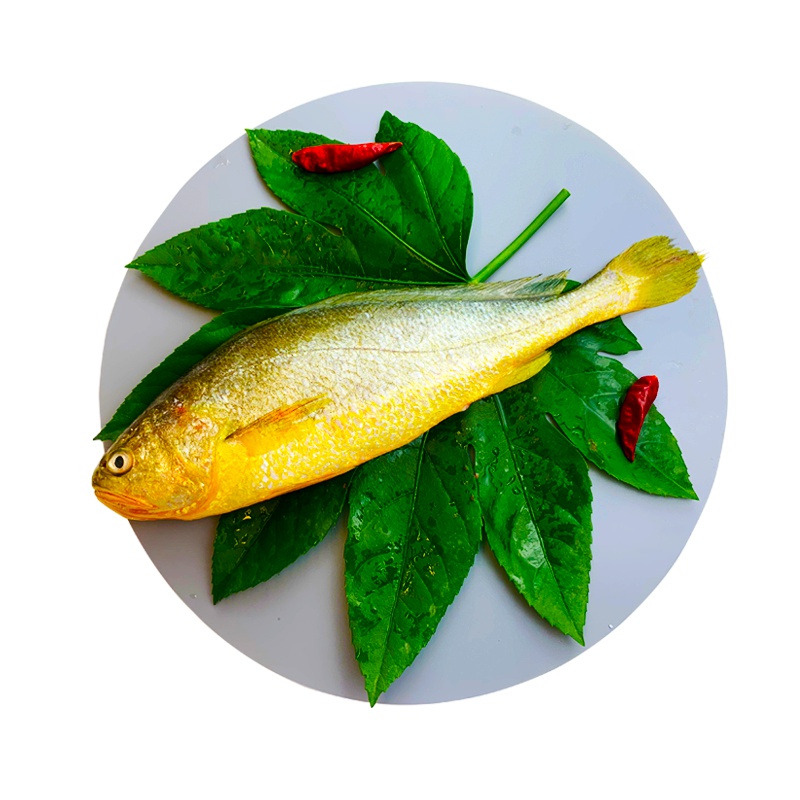 G20国宴食材 麂翔大黄鱼 仿野生养殖 深海海鲜海鱼 单条装 0.3-0.5斤/条