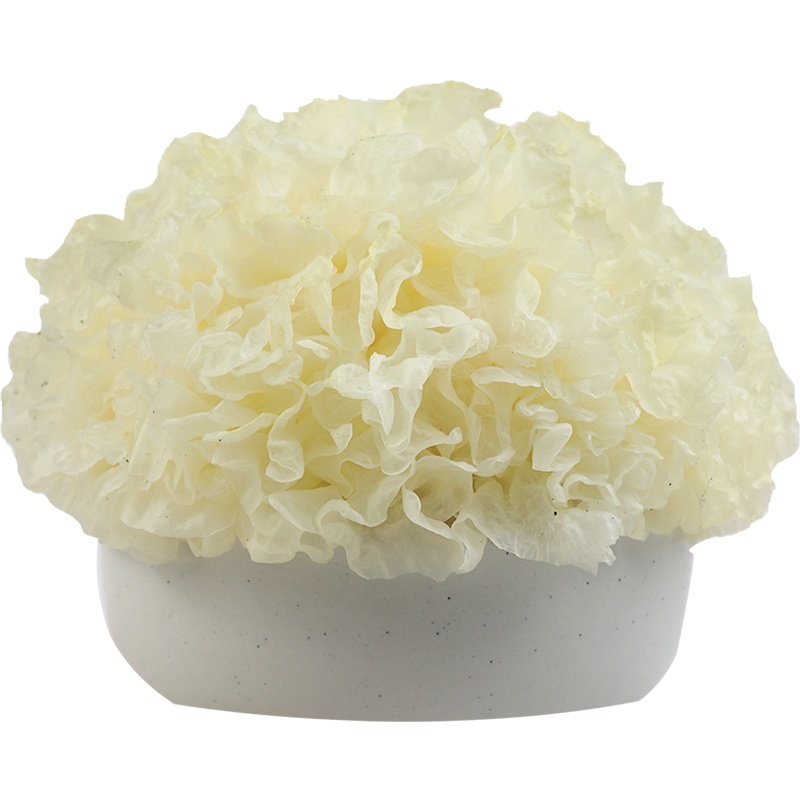 拾誉 6朵新鲜银耳鲜活雪耳农家白木耳无熏硫糯耳活耳福建古田顺丰非干货莲子银耳羹