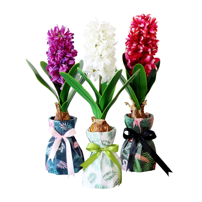 【新到】津沽园艺 荷兰进口 风信子水培套装 含种球 玻璃水培瓶 秋冬花卉绿植 好养易活 干净卫生 1套