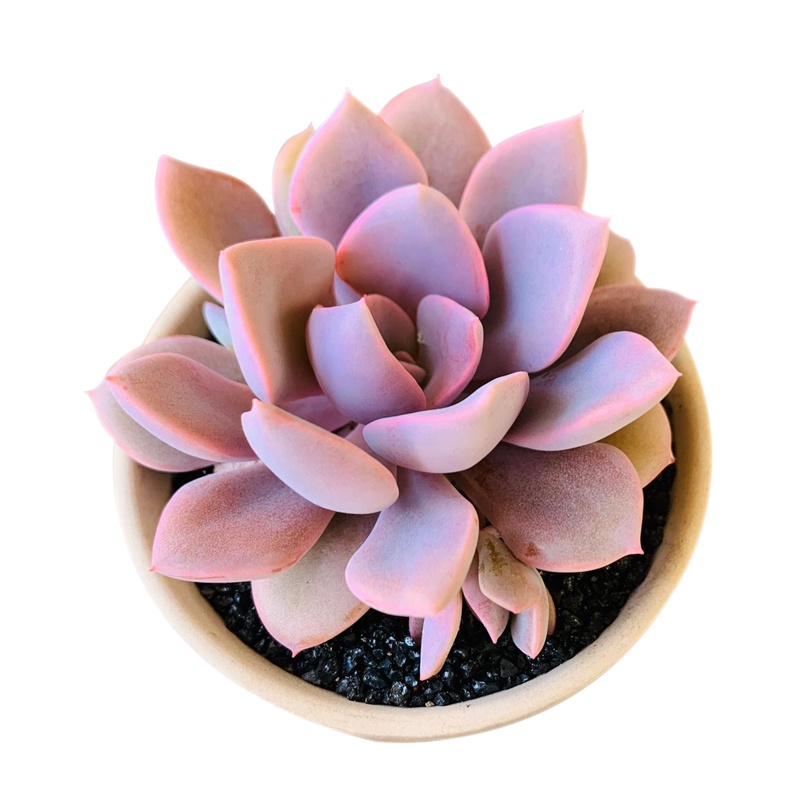 津沽园艺 多肉套装 黛比肉肉 拇指陶瓷盆 多肉营养土 铺面金刚砂 桌面创意盆栽 1套