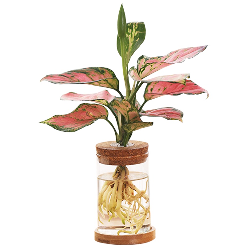 爱丽思水培植物绿萝好养办公室桌面金钻盆栽小吉利红绿植四季室内