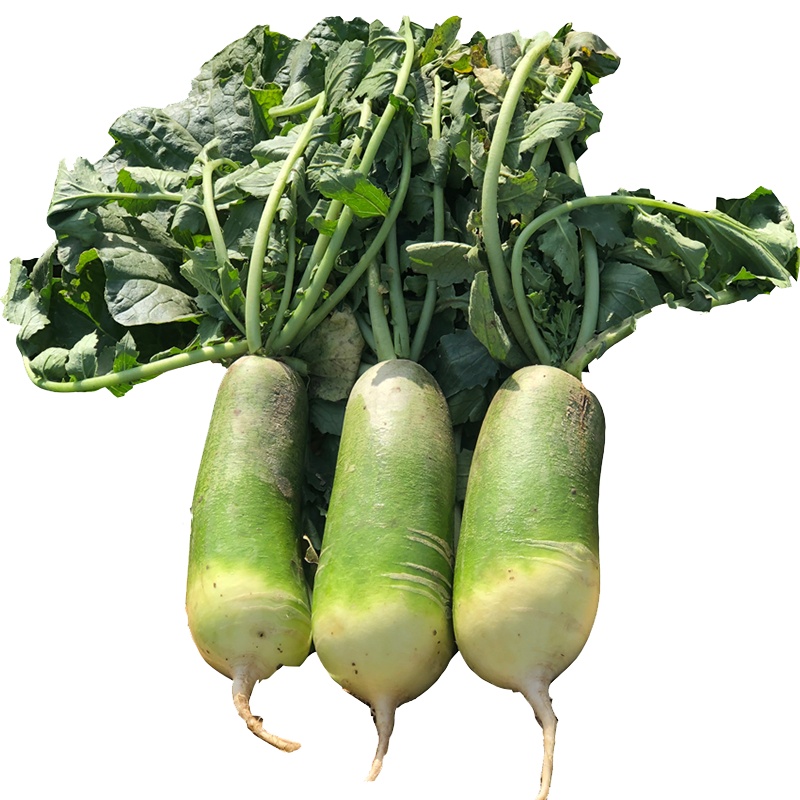 天津沙窝水果萝卜清脆多汁5斤