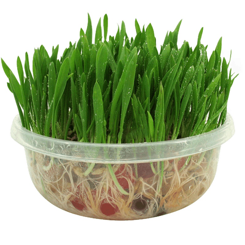 水晶猫草猫咪零食美食传说大麦猫草种子送猫薄荷套装去毛球