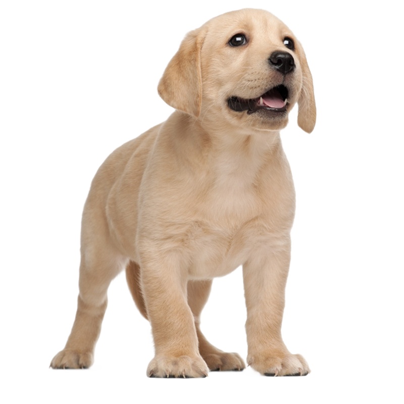 点点宠物 狗狗 宠物狗狗拉布拉多犬幼犬 血统级短毛高智商拉不拉多导盲犬 黄色奶白色黑色可选公母视频挑选 包健康