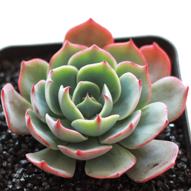 津沽园艺 多肉植物 景天科阿美星 办公室桌面绿植 品相好 冠幅约5-7cm 单株苗不含盆土