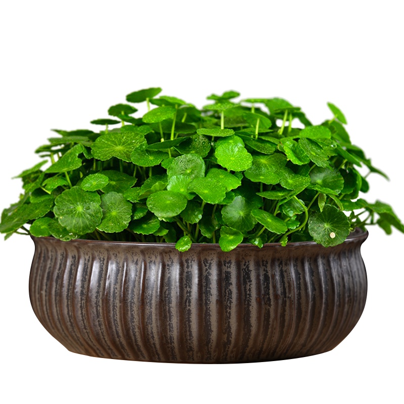 花盆陶瓷无孔水仙花室内仿石头鱼缸水培盆景家居创意铜钱草碗莲盆