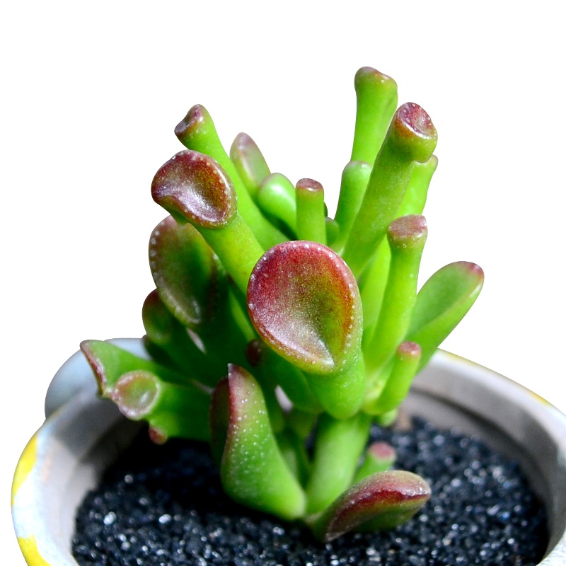 津沽园艺花卉绿植盆栽 景天多肉碧桃马库斯冰梅月影多品可选多肉植物不含盆