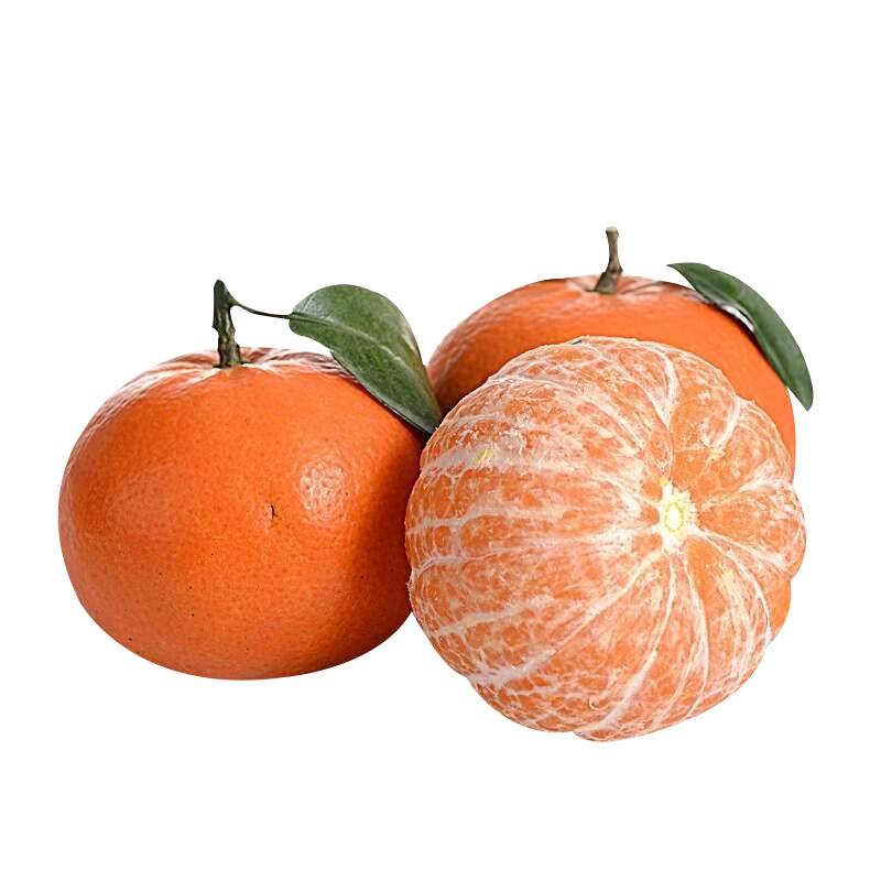 [果园现摘现发]福建茂谷柑 甜蜜多汁 皮薄易扒 肉质细腻 现摘现发 新鲜水果 应季水果