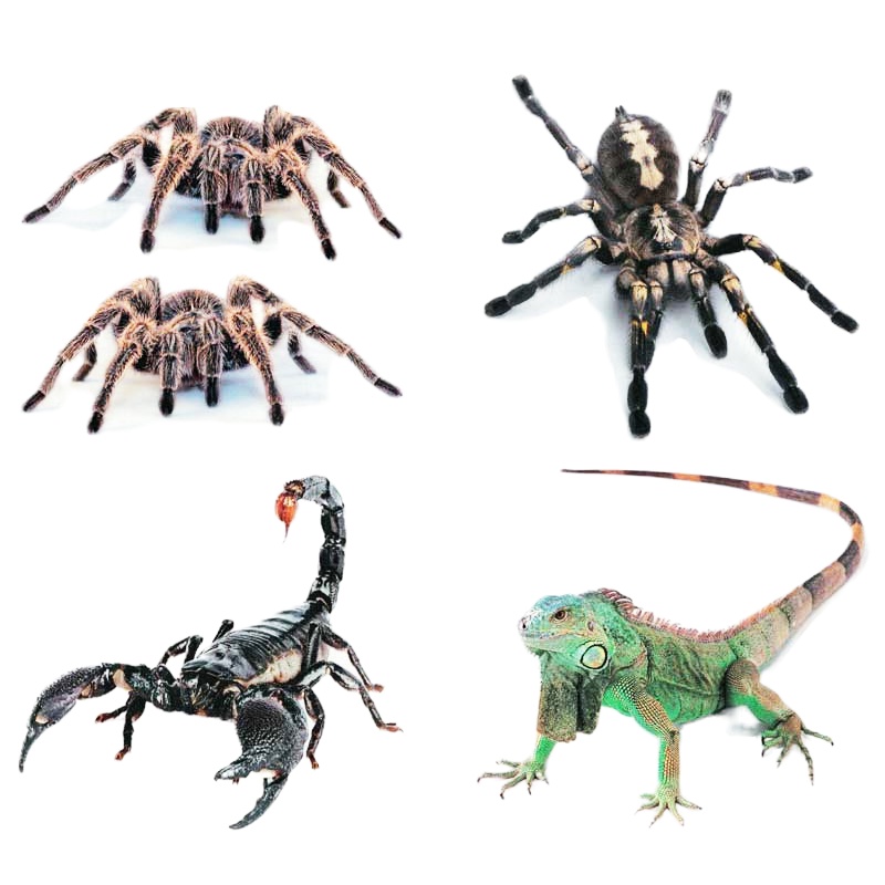 舒适主义汽车划痕贴羽毛个性创意车身遮挡保险杠改装装饰车贴贴纸汽车装饰 5号羽毛