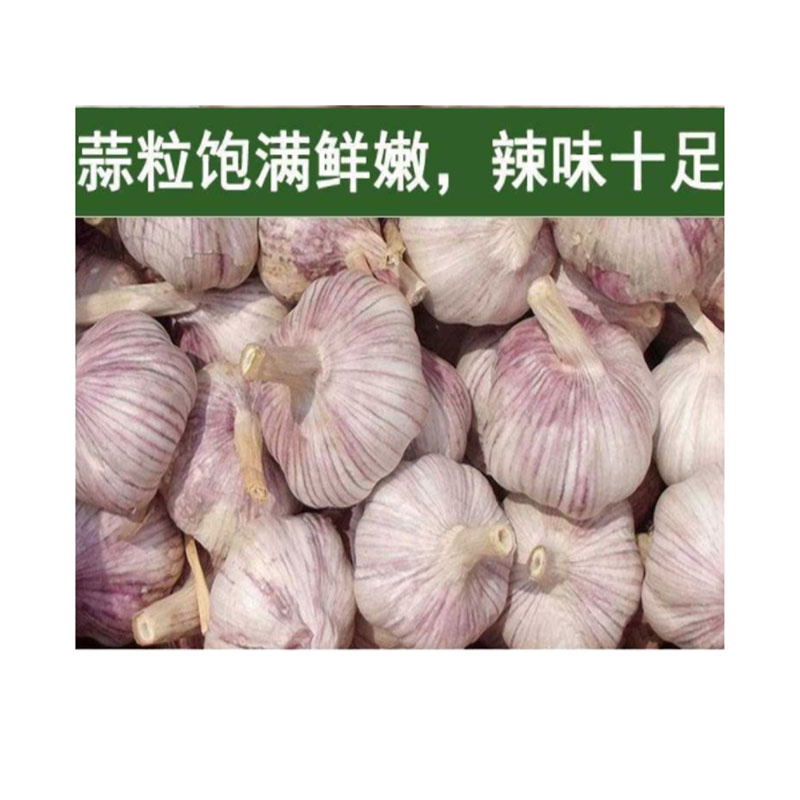 胡成(HUCHENG) 农家大蒜子 500g