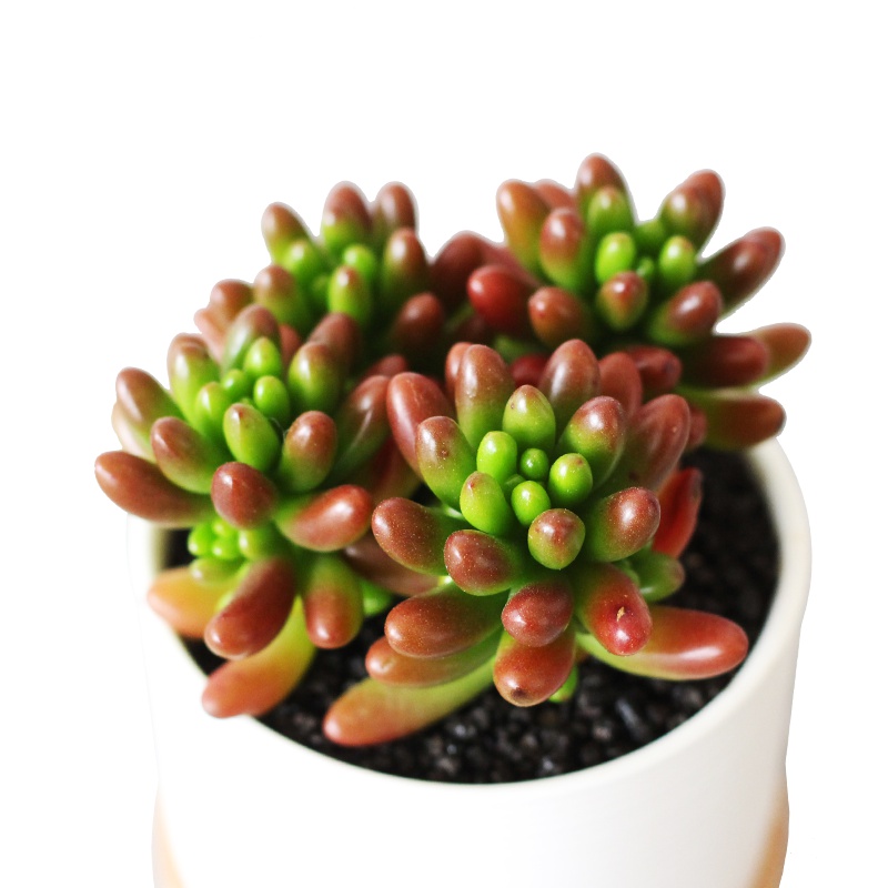 津沽园艺 花卉绿植盆栽 多肉植物 虹之玉 彩头虹之玉 易群生 耐旱好养 1份 冠幅约6-7cm