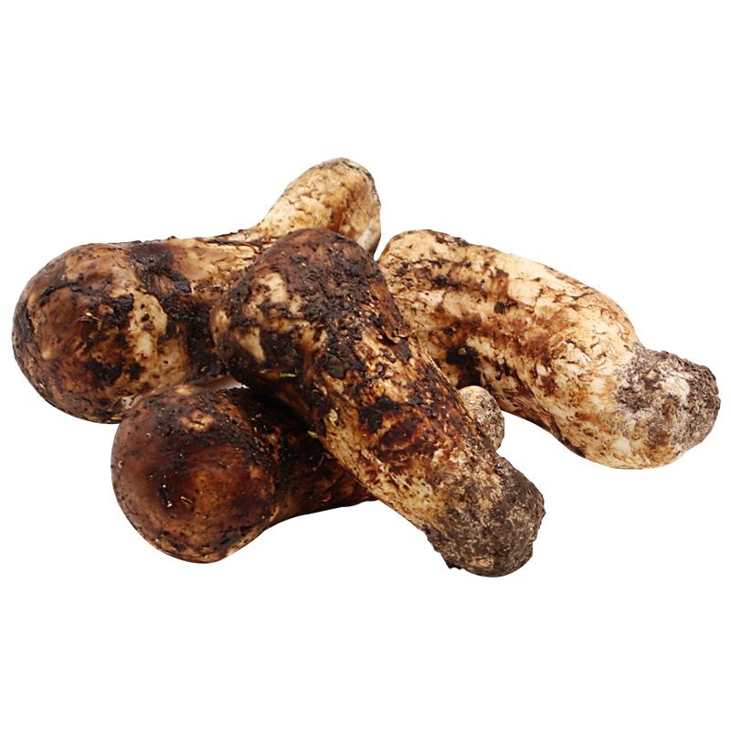 新鲜松茸 非云南香格里拉 四川甘孜野生菌菇 火锅食材礼盒装7cm-9cm1000g