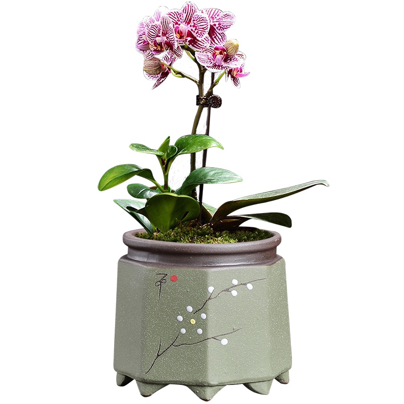 花盆容器紫砂陶瓷粗陶透气家用绿萝蝴蝶兰创意个性多肉兰花盆特价清仓