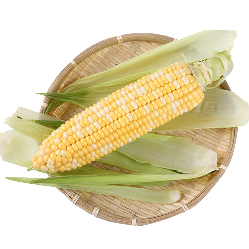 云南水果玉米4.5斤 约4-9根左右新鲜玉米鲜货蔬菜甜脆包谷鲜嫩多汁