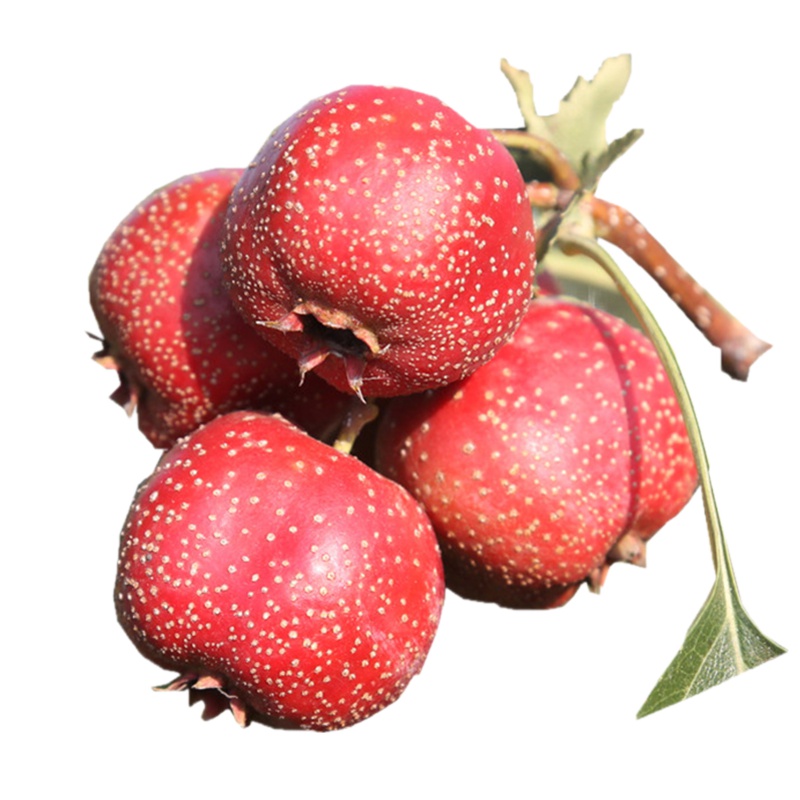 新鲜山楂果鲜山楂水果新鲜山楂水果2斤现摘红果山楂新鲜山楂 新鲜山楂果鲜山楂水果现摘现发特级生大山楂山里红果