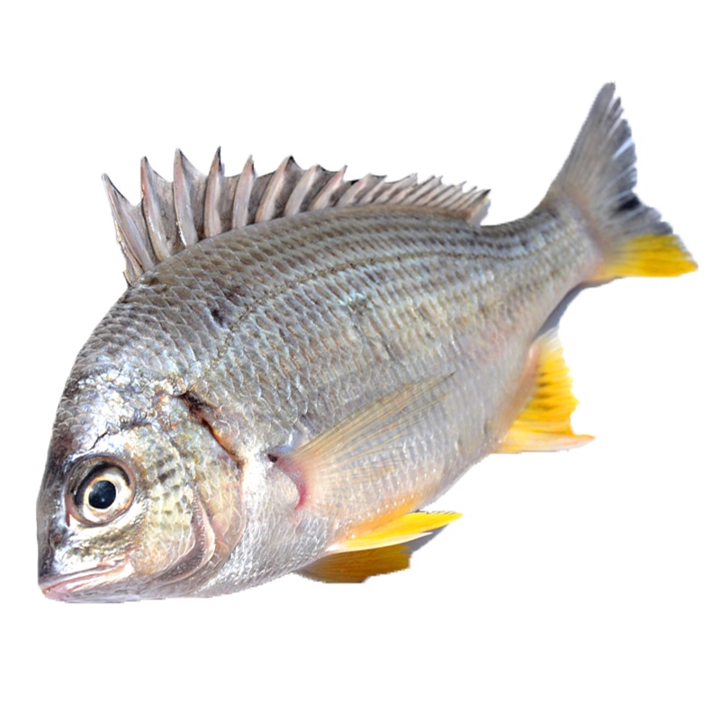 [四海生鲜] 东山岛海钓黄翅鱼(1斤6条左右)纯野生黄立鱼黄脚立 新鲜海鲜水产 可去肚