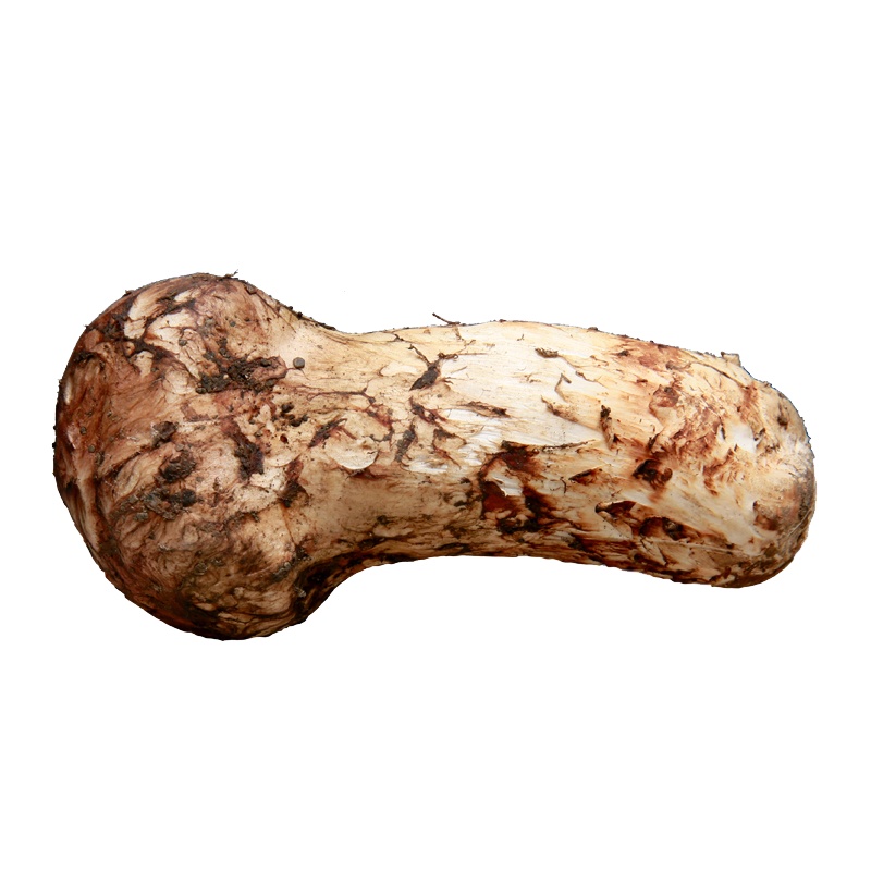 云南香格里拉 出口级新鲜野生松茸 当日新鲜采摘 顺丰空运 未开伞5-7cm 250g