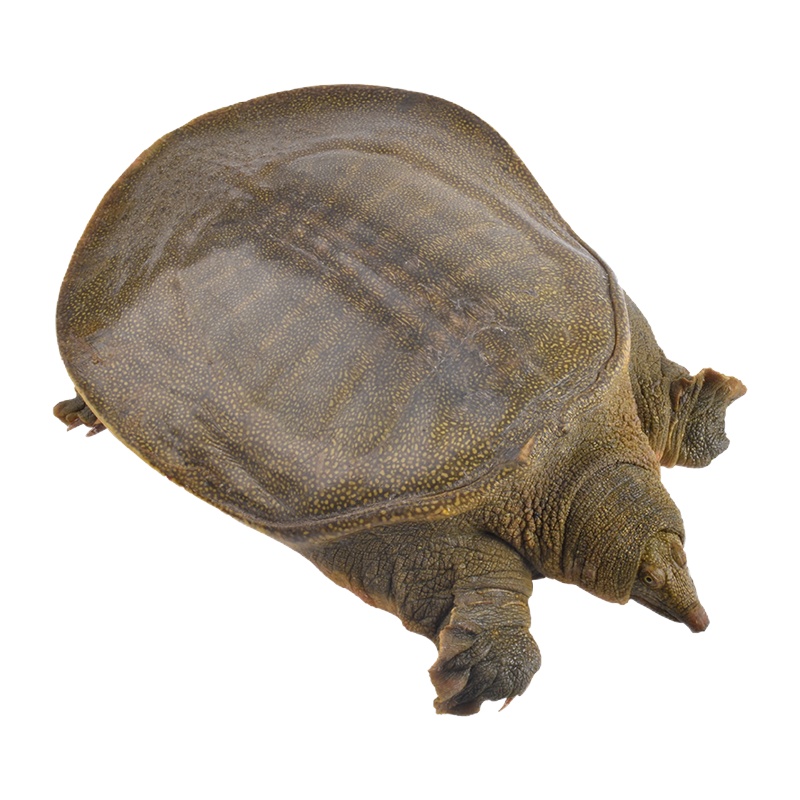 1.5斤天明生态放养甲鱼活鲜活食用青黄母甲鱼滋补营养