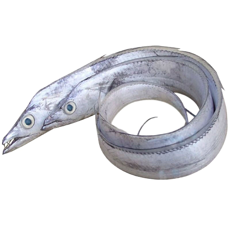 黄海野生带鱼(斤)