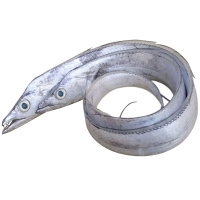 黄海野生带鱼(斤)