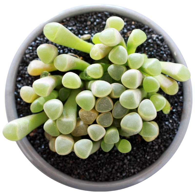 津沽园艺 多肉植物 五十铃玉群生小苗 桌面盆栽橙黄棒叶花 单苗1簇 不含盆