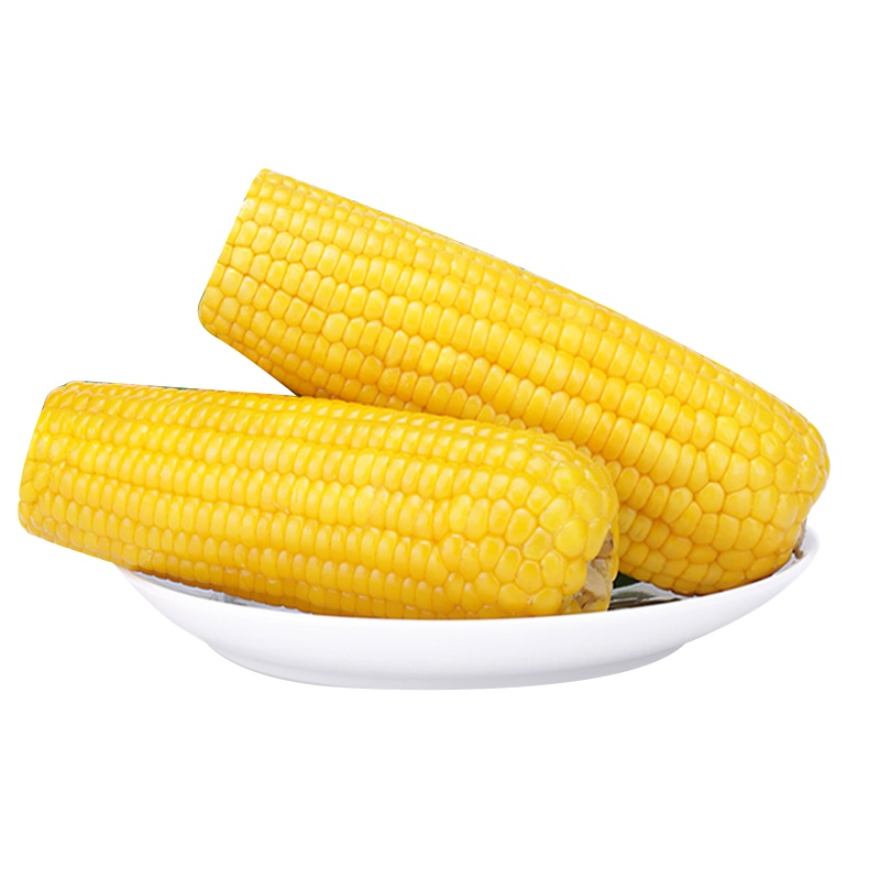 东北鲜嫩小黄玉米 新鲜小黄糯玉米5根装 单根约180-200克左右 健康食材 营养代餐 坏果包赔