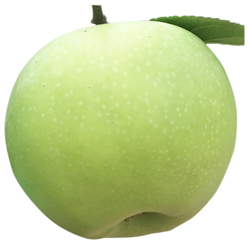 砀山梨子5斤批发皇翠冠香雪花贡梨母酥梨当季新鲜水果整箱现季梨子新鲜整箱当季水果新鲜砀山梨雪梨早酥梨应季翠皇冠梨