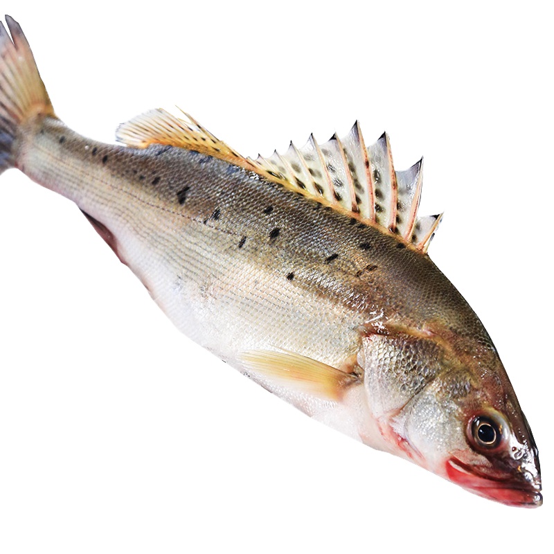 【3斤装】鲜冻海鲈鱼 450-550克/条*3条