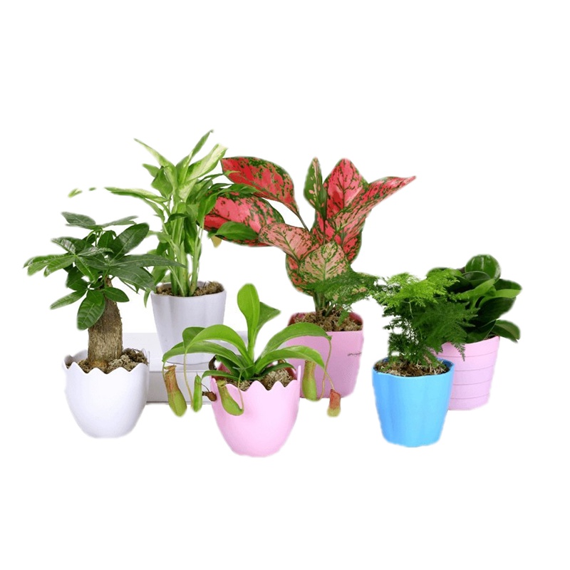 花卉盆栽发财 树绿萝多肉植物新手植物盆栽 室内水培绿植(含盆单杆发财树B)非常容易养殖巧妈妈