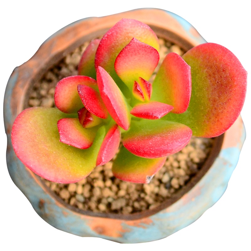 津沽园艺 创意迷你植物 多肉植物姬红花月肉肉植物