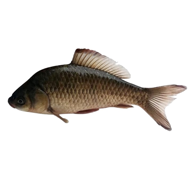 兴化野生小鲫鱼(斤)